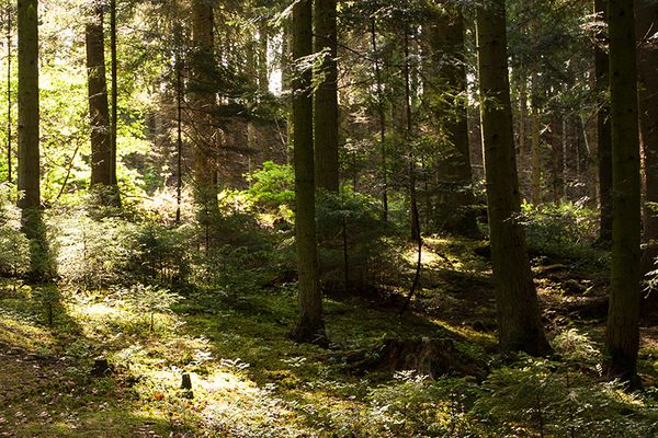 Waldführung in Bempflingen am 21. Sep 2022 um 16 Uhr: