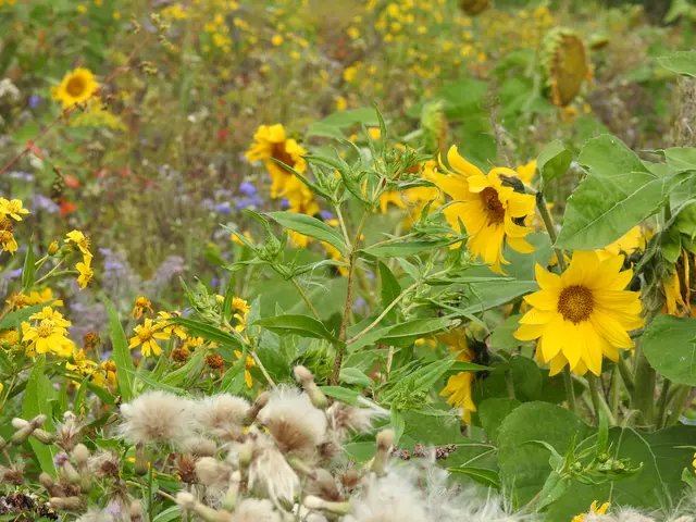 Blumenwiesen – naturnahe Bewirtschaftung